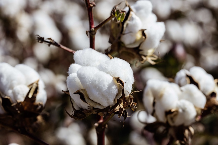 What Are The Disadvantages Of Cotton